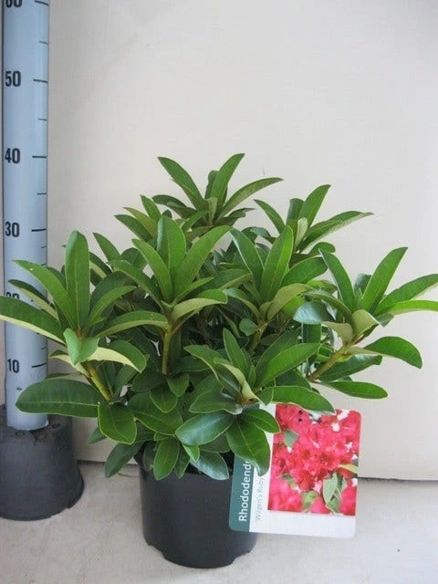 Rhododendron (Rhododendron 'Wilgen's Ruby') 2 Rhododendron (Rhododendron 'Wilgen's Ruby') - Afbeelding 2