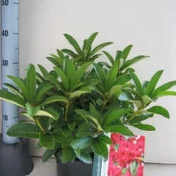 Rhododendron (Rhododendron 'Wilgen's Ruby') 35 Rhododendron (Rhododendron 'Wilgen's Ruby') -Aanbiedingen Tuin Ziel Winkel rhododendron wilgens ruby c5 aug 1