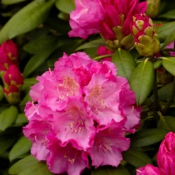 Dwergrhododendron (Rhododendron 'Polaris')