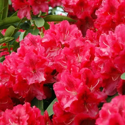 Rhododendron (Rhododendron 'Wilgen's Ruby') 1 Rhododendron (Rhododendron 'Wilgen's Ruby')