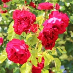 Klimroos (Rosa 'Grand Hotel') 6 Klimroos (Rosa 'Grand Hotel') -Aanbiedingen Tuin Ziel Winkel rosa grand hotel