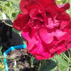 Klimroos (Rosa 'Grand Hotel') 7 Klimroos (Rosa 'Grand Hotel') -Aanbiedingen Tuin Ziel Winkel rosa grand hotel 2