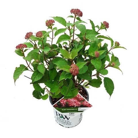 Hortensia (Hydrangea 'Ruby Annabelle') 6 Hortensia (Hydrangea 'Ruby Annabelle') - Afbeelding 6