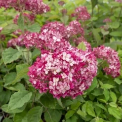 Hortensia (Hydrangea 'Ruby Annabelle') 8 Hortensia (Hydrangea 'Ruby Annabelle') -Aanbiedingen Tuin Ziel Winkel ruby annabelle 5