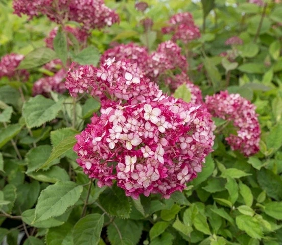Hortensia (Hydrangea 'Ruby Annabelle') 3 Hortensia (Hydrangea 'Ruby Annabelle') - Afbeelding 3