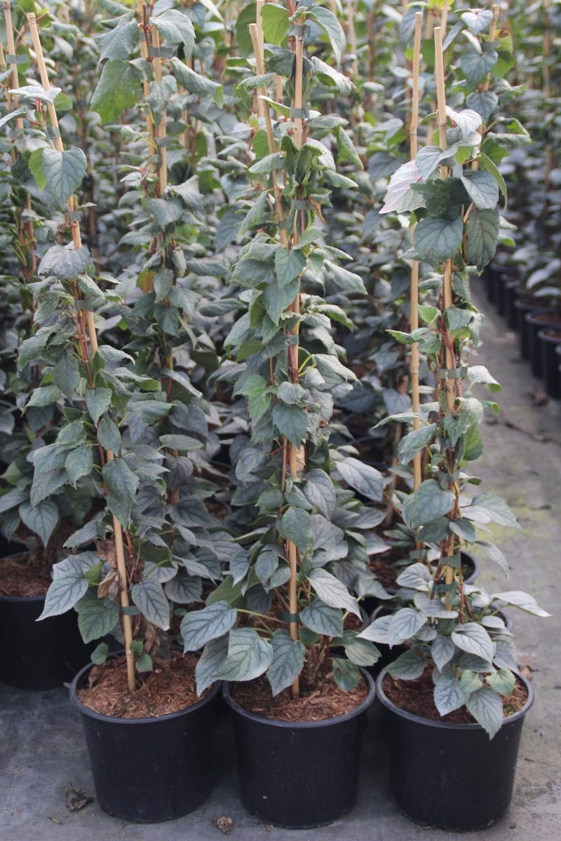 Valse Klimhortensia (Schizophragma Hydrageoides 'Moonlight') 1 Valse Klimhortensia (Schizophragma Hydrageoides 'Moonlight')