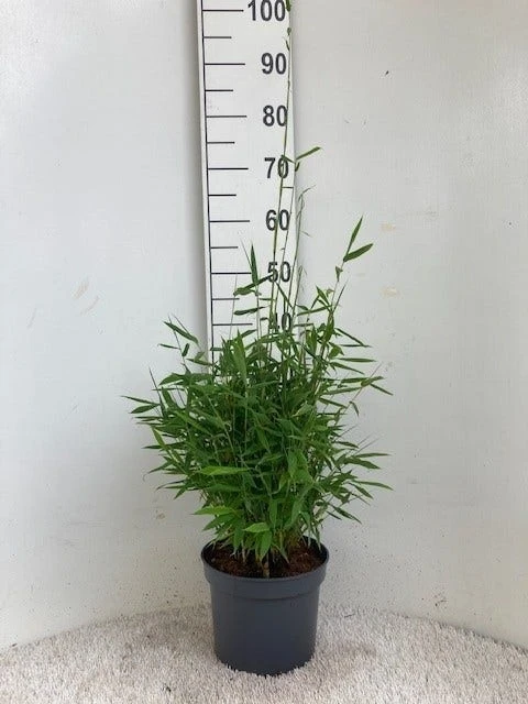 Niet Woekerende Bamboe (Fargesia Murieliae 'Simba') 2 Niet Woekerende Bamboe (Fargesia Murieliae 'Simba') - Afbeelding 2