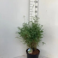 Niet Woekerende Bamboe (Fargesia Murieliae 'Simba') 16 Niet Woekerende Bamboe (Fargesia Murieliae 'Simba') -Aanbiedingen Tuin Ziel Winkel simba c10