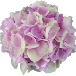 Hortensia Soft Pink Salsa (Hydrangea 'Music Collection') -Aanbiedingen Tuin Ziel Winkel soft pink salsa