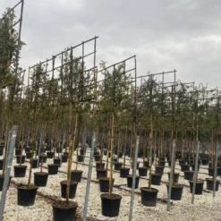 Steeneik Als Leiboom (Quercus Ilex) 11 Steeneik Als Leiboom (Quercus Ilex) -Aanbiedingen Tuin Ziel Winkel steeneik leivorm 15x120 2