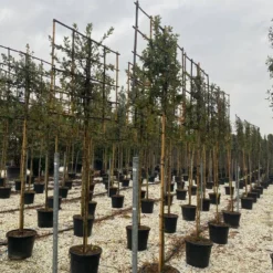 Steeneik Als Leiboom (Quercus Ilex)