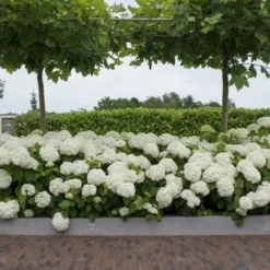 Hortensia (Hydrangea 'Strong Annabelle') 27 Hortensia (Hydrangea 'Strong Annabelle') -Aanbiedingen Tuin Ziel Winkel strong annabelle 11