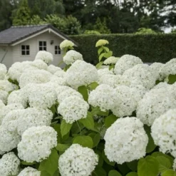 Hortensia (Hydrangea 'Strong Annabelle') 29 Hortensia (Hydrangea 'Strong Annabelle') -Aanbiedingen Tuin Ziel Winkel strong annabelle 2