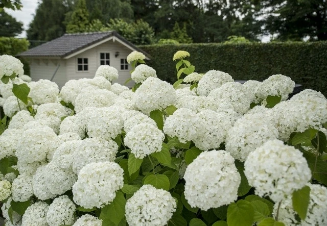 Hortensia (Hydrangea 'Strong Annabelle') 13 Hortensia (Hydrangea 'Strong Annabelle') - Afbeelding 13