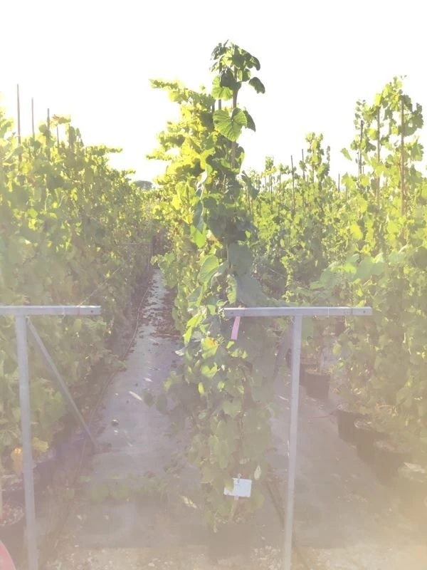 Druif (Vitis Vinifera 'Red Globe') 1 Druif (Vitis Vinifera 'Red Globe')