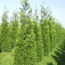 Levensboom (Thuja Plicata 'Martin') 23 Levensboom (Thuja Plicata 'Martin') -Aanbiedingen Tuin Ziel Winkel thuja pl martin 300 350
