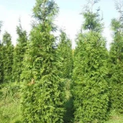 Levensboom (Thuja Plicata 'Martin') 22 Levensboom (Thuja Plicata 'Martin') -Aanbiedingen Tuin Ziel Winkel thuja pl martin 300 350 1