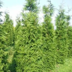 Levensboom (Thuja Plicata 'Martin') 25 Levensboom (Thuja Plicata 'Martin') -Aanbiedingen Tuin Ziel Winkel thuja pl martin 300 350 2