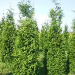 Levensboom (Thuja Plicata 'Martin') 24 Levensboom (Thuja Plicata 'Martin') -Aanbiedingen Tuin Ziel Winkel thuja pl martin 300 350 3
