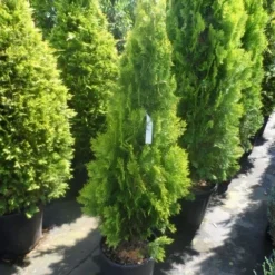 Levensboom (Thuja Orientalis 'Pyramidalis Aurea') 7 Levensboom (Thuja Orientalis 'Pyramidalis Aurea') -Aanbiedingen Tuin Ziel Winkel thuja platycladus orientalis pyramidalis aurea 125 150