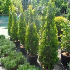 Levensboom (Thuja Orientalis 'Pyramidalis Aurea') 9 Levensboom (Thuja Orientalis 'Pyramidalis Aurea') -Aanbiedingen Tuin Ziel Winkel thuja platycladus orientalis pyramidalis aurea 150 175