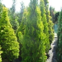 Levensboom (Thuja Orientalis 'Pyramidalis Aurea') 8 Levensboom (Thuja Orientalis 'Pyramidalis Aurea') -Aanbiedingen Tuin Ziel Winkel thuja platycladus orientalis pyramidalis aurea 175 200 250