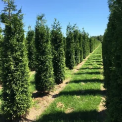 Grote Haagconifeer (Thuja Plicata 'Excelsa') 23 Grote Haagconifeer (Thuja Plicata 'Excelsa') -Aanbiedingen Tuin Ziel Winkel thuja plic excelsa