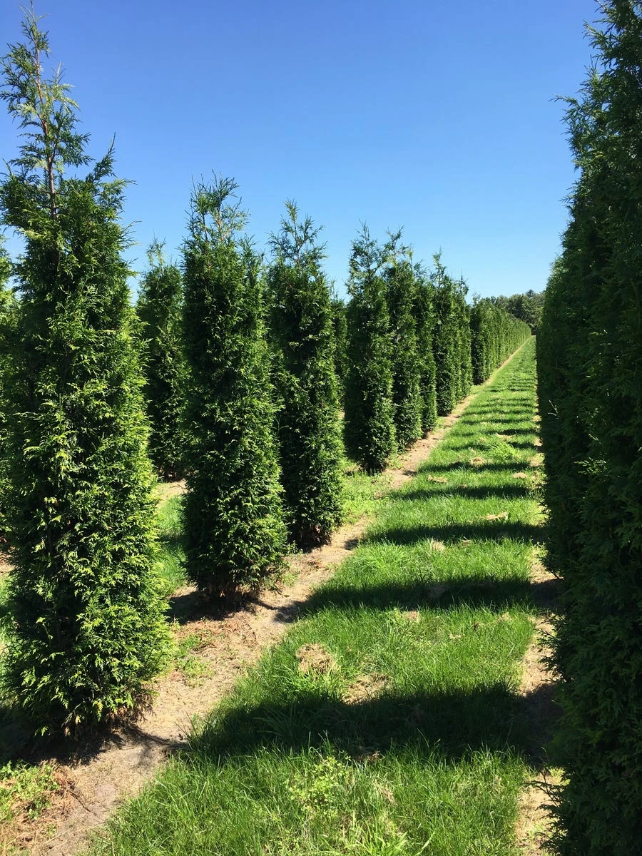 Grote Haagconifeer (Thuja Plicata 'Excelsa') 12 Grote Haagconifeer (Thuja Plicata 'Excelsa') - Afbeelding 12