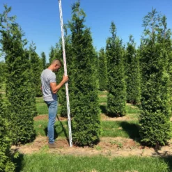 Grote Haagconifeer (Thuja Plicata 'Excelsa') 15 Grote Haagconifeer (Thuja Plicata 'Excelsa') -Aanbiedingen Tuin Ziel Winkel thuja plic excelsa 250300 3