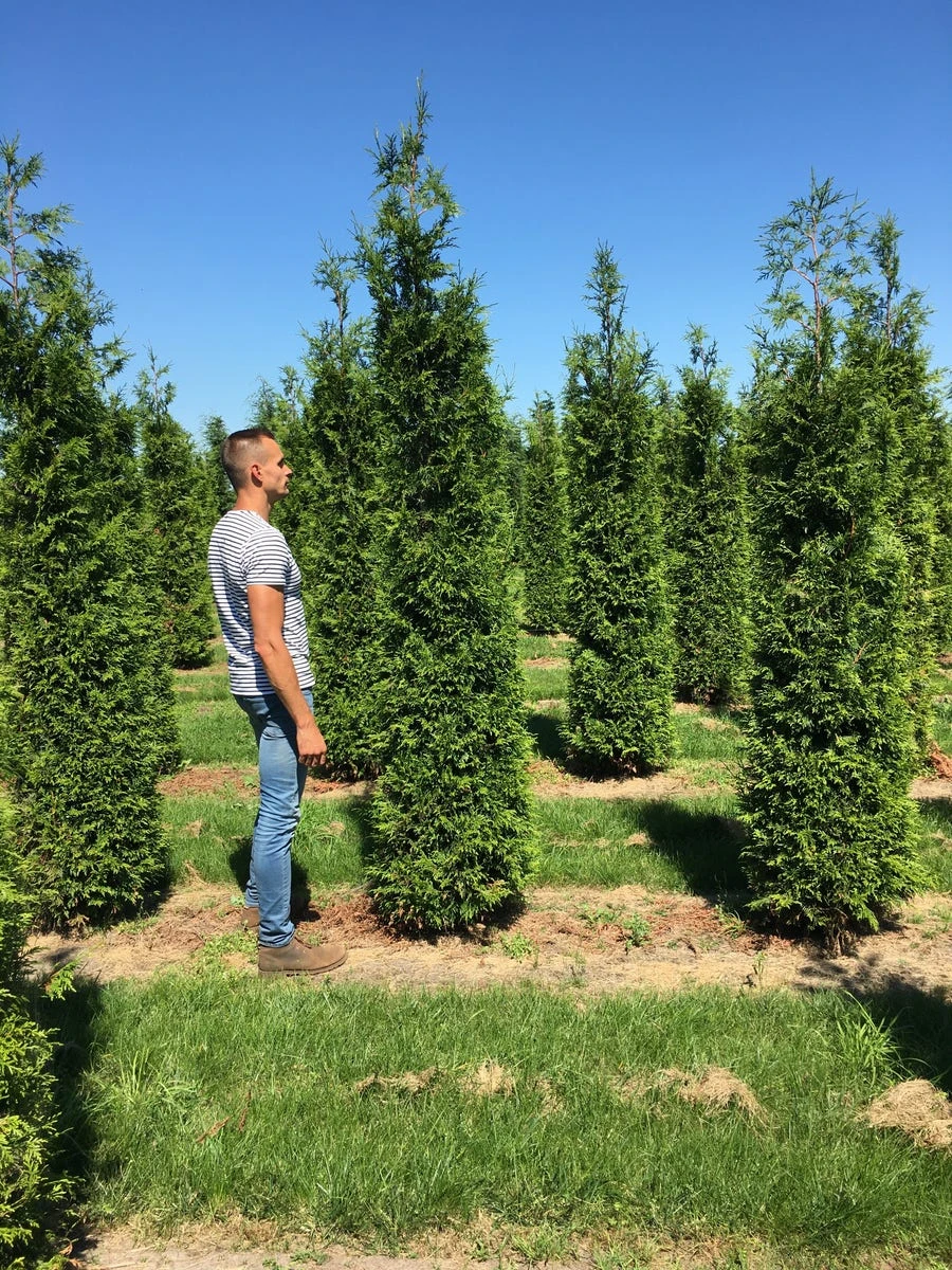 Grote Haagconifeer (Thuja Plicata 'Excelsa') 3 Grote Haagconifeer (Thuja Plicata 'Excelsa') - Afbeelding 3