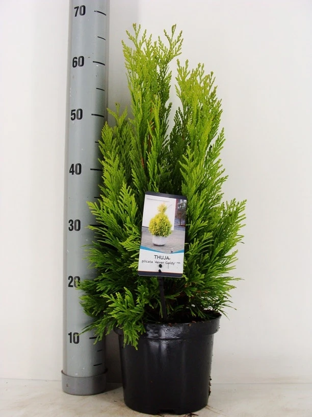 Levensboom (Thuja Plicata '4ever Goldy') 2 Levensboom (Thuja Plicata '4ever Goldy') - Afbeelding 2