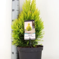 Levensboom (Thuja Plicata '4ever Goldy')