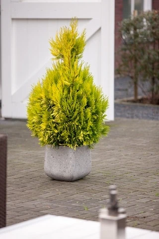 Levensboom (Thuja Plicata '4ever Goldy') 3 Levensboom (Thuja Plicata '4ever Goldy') - Afbeelding 3