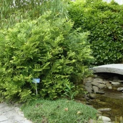 Thujopsis (Thujopsis Dolabrata) -Aanbiedingen Tuin Ziel Winkel thujopsis dolabrata