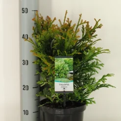 Thujopsis (Thujopsis Dolabrata) -Aanbiedingen Tuin Ziel Winkel thujopsis dolobrata winter c3 m