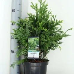 Thujopsis (Thujopsis Dolabrata) -Aanbiedingen Tuin Ziel Winkel thujopsis dolobrata zomer c3 m