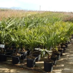 Winterharde Palm Meerstammig (Trachycarpus Fortunei) -Aanbiedingen Tuin Ziel Winkel trachycarpus fortunei