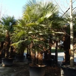 Winterharde Palm Meerstammig (Trachycarpus Fortunei) -Aanbiedingen Tuin Ziel Winkel trachycarpus fortunei 3 stammig
