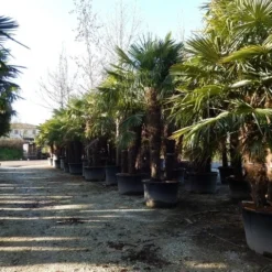 Winterharde Palm Meerstammig (Trachycarpus Fortunei) -Aanbiedingen Tuin Ziel Winkel trachycarpus fortunei 3 stammig 2