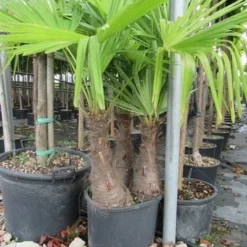 Winterharde Palm Meerstammig (Trachycarpus Fortunei) -Aanbiedingen Tuin Ziel Winkel trachycarpus fortunei multistam