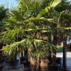Winterharde Palm Meerstammig (Trachycarpus Fortunei) -Aanbiedingen Tuin Ziel Winkel trachycarpus meerstammig