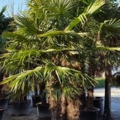 Winterharde Palm Meerstammig (Trachycarpus Fortunei) -Aanbiedingen Tuin Ziel Winkel trachycarpus meerstammig 2