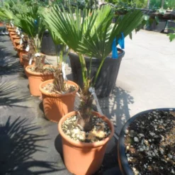 Winterharde Palm (Trachycarpus Wagnerianus) -Aanbiedingen Tuin Ziel Winkel trachycarpus wagnerianum 30stam c25