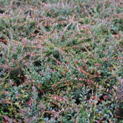 Veenbes (Vaccinium Macrocarpon Cranberry) 7 Veenbes (Vaccinium Macrocarpon Cranberry) -Aanbiedingen Tuin Ziel Winkel vaccinium macrocarpon