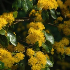 Azara (Azara Microphylla)
