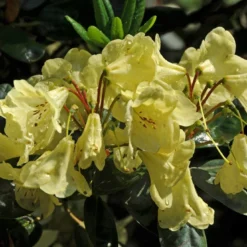 Rhododendron (Rhododendron 'Goldinetta')