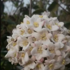 Sneeuwbal (Viburnum Burkwoodii) 18 Sneeuwbal (Viburnum Burkwoodii) -Aanbiedingen Tuin Ziel Winkel viburnum burkwoodii