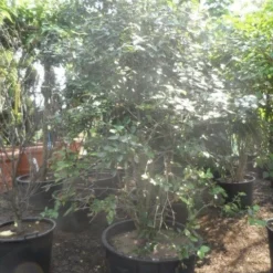 Sneeuwbal (Viburnum Burkwoodii) 16 Sneeuwbal (Viburnum Burkwoodii) -Aanbiedingen Tuin Ziel Winkel viburnum burkwoodii 200 250 300 c240