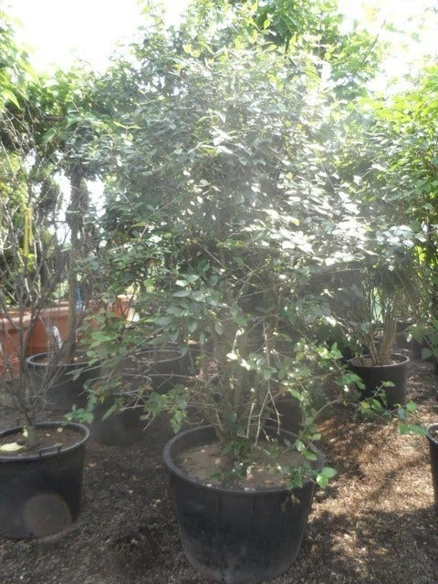 Sneeuwbal (Viburnum Burkwoodii) 7 Sneeuwbal (Viburnum Burkwoodii) - Afbeelding 7