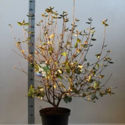 Sneeuwbal (Viburnum Burkwoodii) 14 Sneeuwbal (Viburnum Burkwoodii) -Aanbiedingen Tuin Ziel Winkel viburnum burkwoodii 80 100 cm co. 7.5l kopie